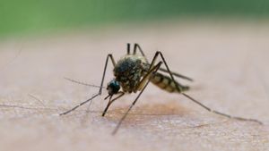 Forscher: Schickt uns Eure Mücken!