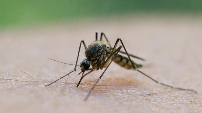 Forscher: Schickt uns Eure Mücken!