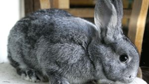 Im Kaninchenzuchtverein Bayreuth I hängt der Haussegen schief