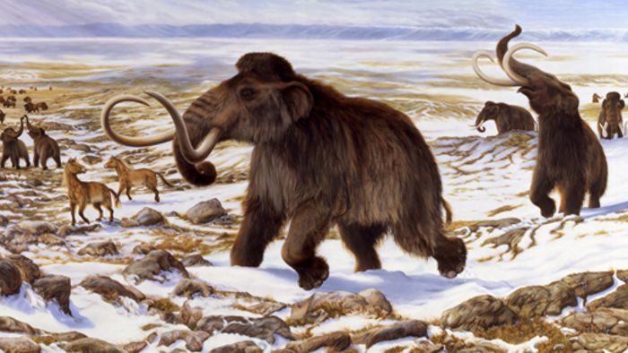 40.000 Jahre altes Mammut in Russland entdeckt