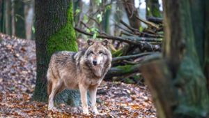 Rückkehr: Der Wolf ist wieder da – auch in Kulmbach?