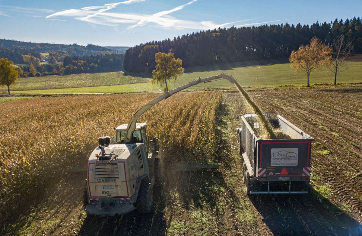 Bei der Ernte wird der Mais zerkleinert und dann zur Biogasanlage transportiert. Dort kommt ein weiterer Trecker zum Einsatz, der die Silage verdichtet. Meist wird die Biomasse luftdicht abgedeckt, um Schimmelbildung, Fäulnis und die damit verbundene Nacherwärmung zu verhindern.