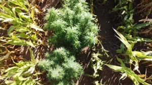 Landwirt entdeckt Cannabis-Plantage