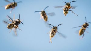 Mehr Insekten als sonst: Der Wespensommer 2022