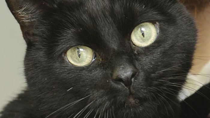 Rentner malträtiert Katze zu Tode