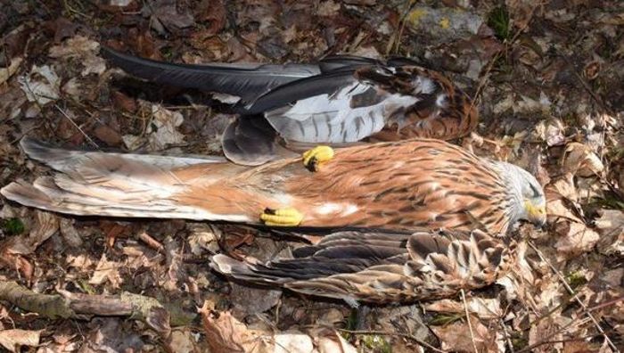 Tote Vögel: Staatsanwalt ermittelt