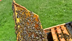 Der Bienenklau von Weißenstadt