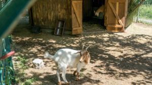 Wirsberg: Ziegen aus dem Kleintiergehege geschlachtet