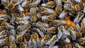 Bienenschwarm sorgt für Aufregung in der Richard-Wagner-Straße