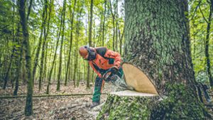 Wertvolles aus dem Wald: Forstwirtschaft versteigert kostbares Holz