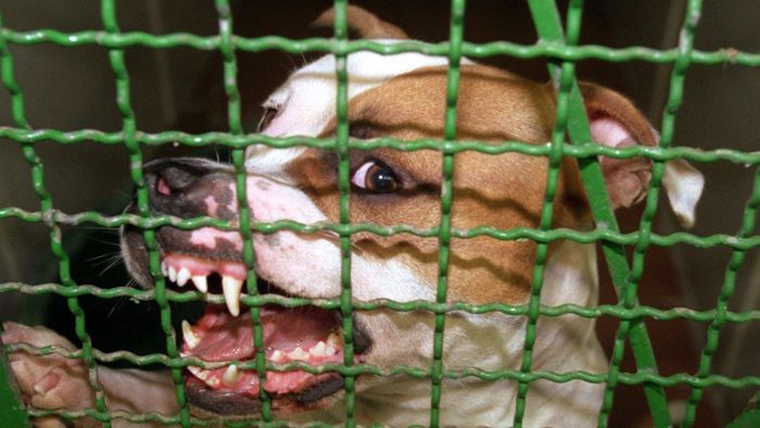 Thurnau: Kampfhunde sollen schlafen