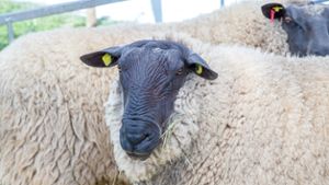 Schafe besuchen Landesgartenschau