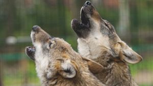 „Den Wolf wie großen Fuchs behandeln“