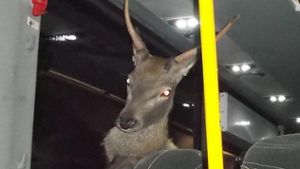Hirsch landet nach Unfall im Bus