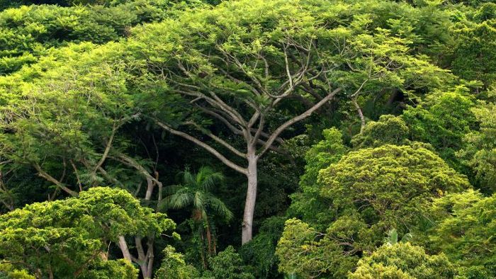 Studie: Bäume können das Klima retten