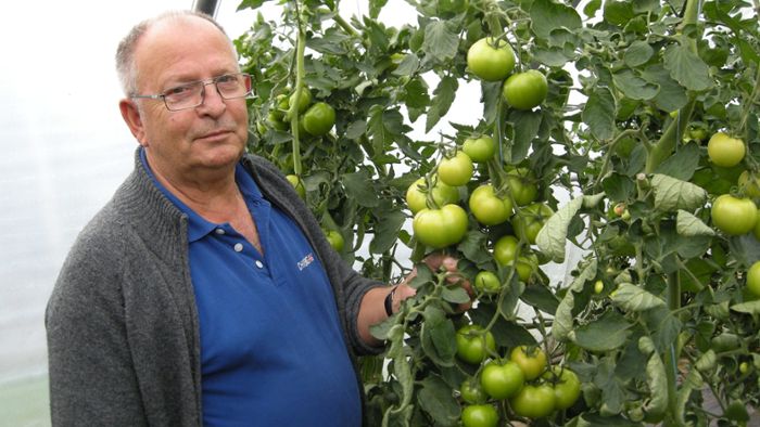 Zucchini, Tomate und Bohne: Die Erntebilanz der Kleingärtner