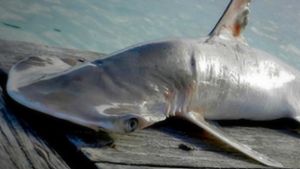 Neue Hai-Art in Mittelamerika entdeckt?