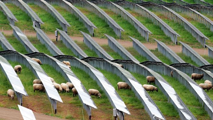 Sonnenenergie und Schafweide in einem: Bei Holenbrunn entsteht ein Riesen-Solarpark