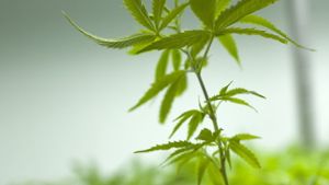 Cannabis als Zimmerpflanze