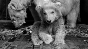 Eisbärenbaby Fritz ist tot