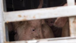 Virus-Infektion: Vietnam schlachtet zwei Millionen Schweine