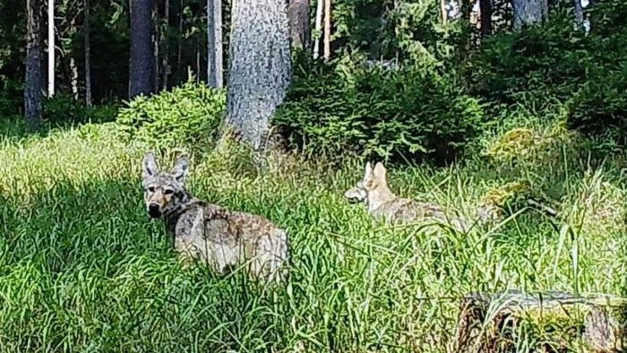 Zwei junge Wölfe im Veldensteiner Forst