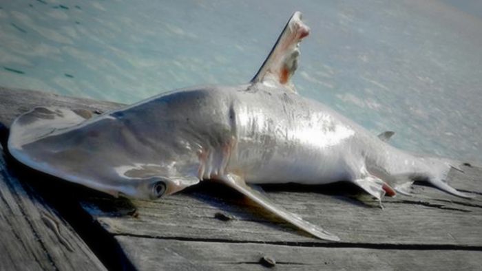 Neue Hai-Art in Mittelamerika entdeckt?