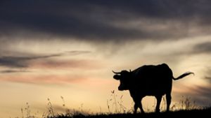 Kuh flieht vor Landwirt und Polizei - Gärten und Auto beschädigt
