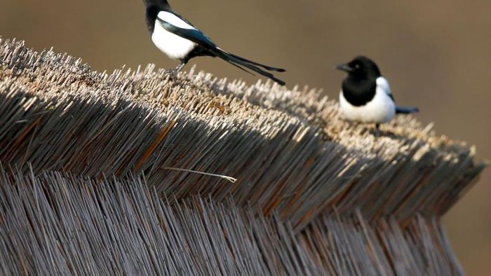 Vögel bei Anpassung an Klimawandel zu langsam