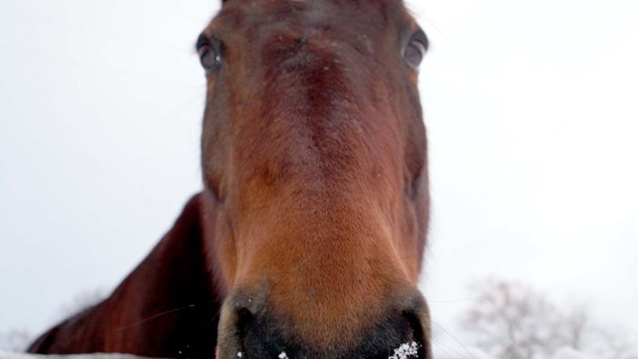 Pferdeschänder beunruhigt Tierbesitzer