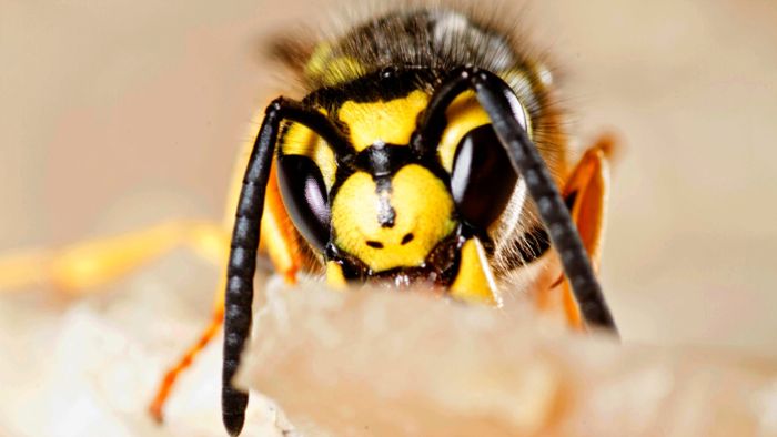 Wespen: Gefährlich wird's erst bei Übelkeit
