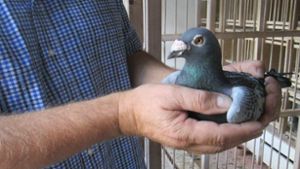 Trockau: Diebe stehlen mehrere zehntausend Euro teure Tauben