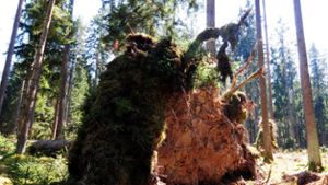 Nach Niklas: Suche nach umgestürzten Bäumen in der Region