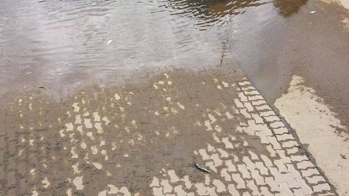 Bayreuth: Kühlmittel im Roten Main tötet hunderte Fische