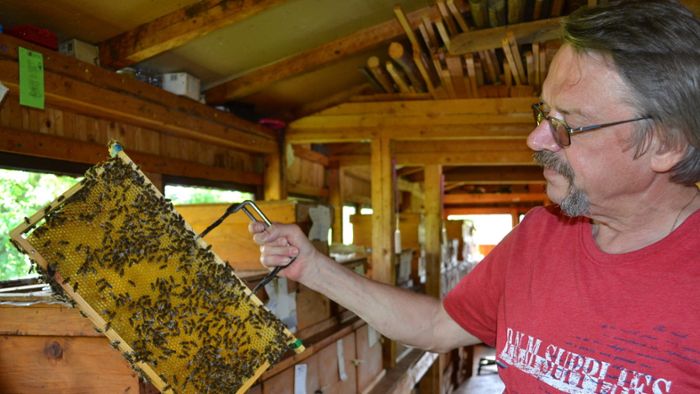 Amerikanische Faulbrut löscht Bienen aus