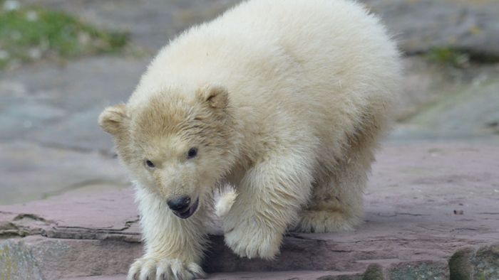 Nürnberger Eisbärbaby Charlotte tapst erstmals vor Zuschauern durchs Gehege