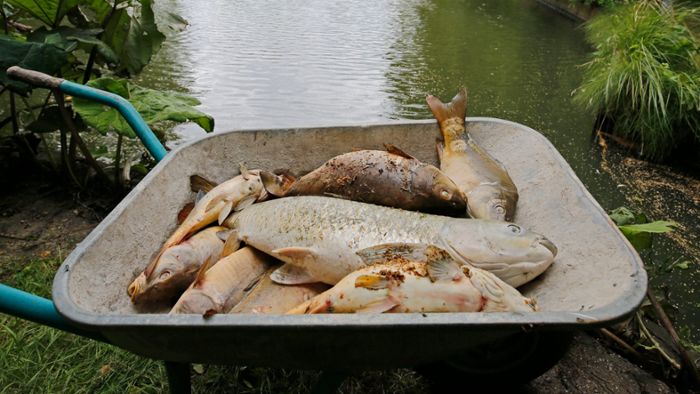 Ermittlungen nach Fischsterben eingestellt