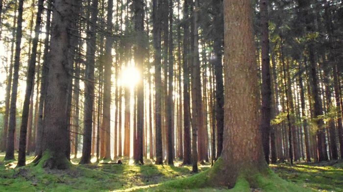 Brennholz: Wald ist wieder mehr wert