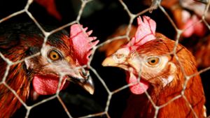 Neuer Vogelgrippe-Fall: H5N8-Erreger bei Huhn nachgewiesen