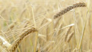Agrarminister: Trotz Hitzewelle regional gute Ernteaussichten