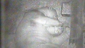 Nürnberger Eisbär-Baby zum ersten Mal zu sehen