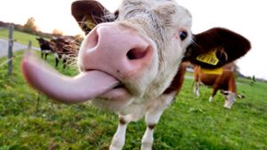 Wieder EU-Hilfe für Milchbauern