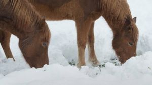 Wilhelmsthal: Feuerwehr rettet Pferd vor Kältetod