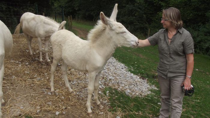 Bayreuth: Weißes Eselfohlen Richard entwickelt sich prächtig