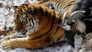 Tiger und Ziege: Freundschaft erschüttert