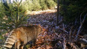 Erste Wildkatze seit 100 Jahren im Frankenwald nachgewiesen