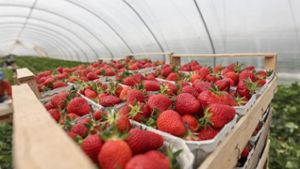 Immer mehr Erdbeeren werden in Gewächshäusern angebaut