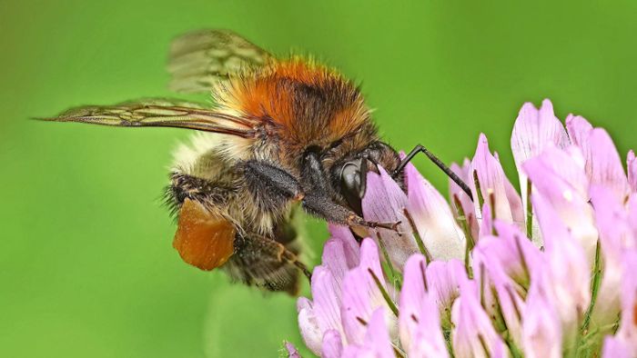Schwund der Arten: Das Insektensterben beschleunigt sich