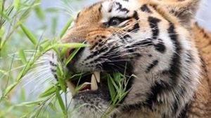 Jäger im Osten Russlands von Tiger getötet