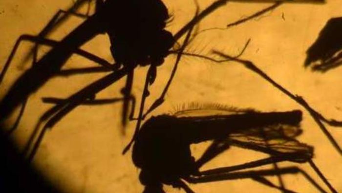Zika: Nicht Blut spenden und Kondome nutzen